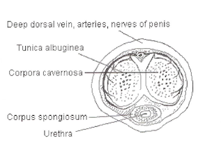 Corpora cavernosa diagram.png