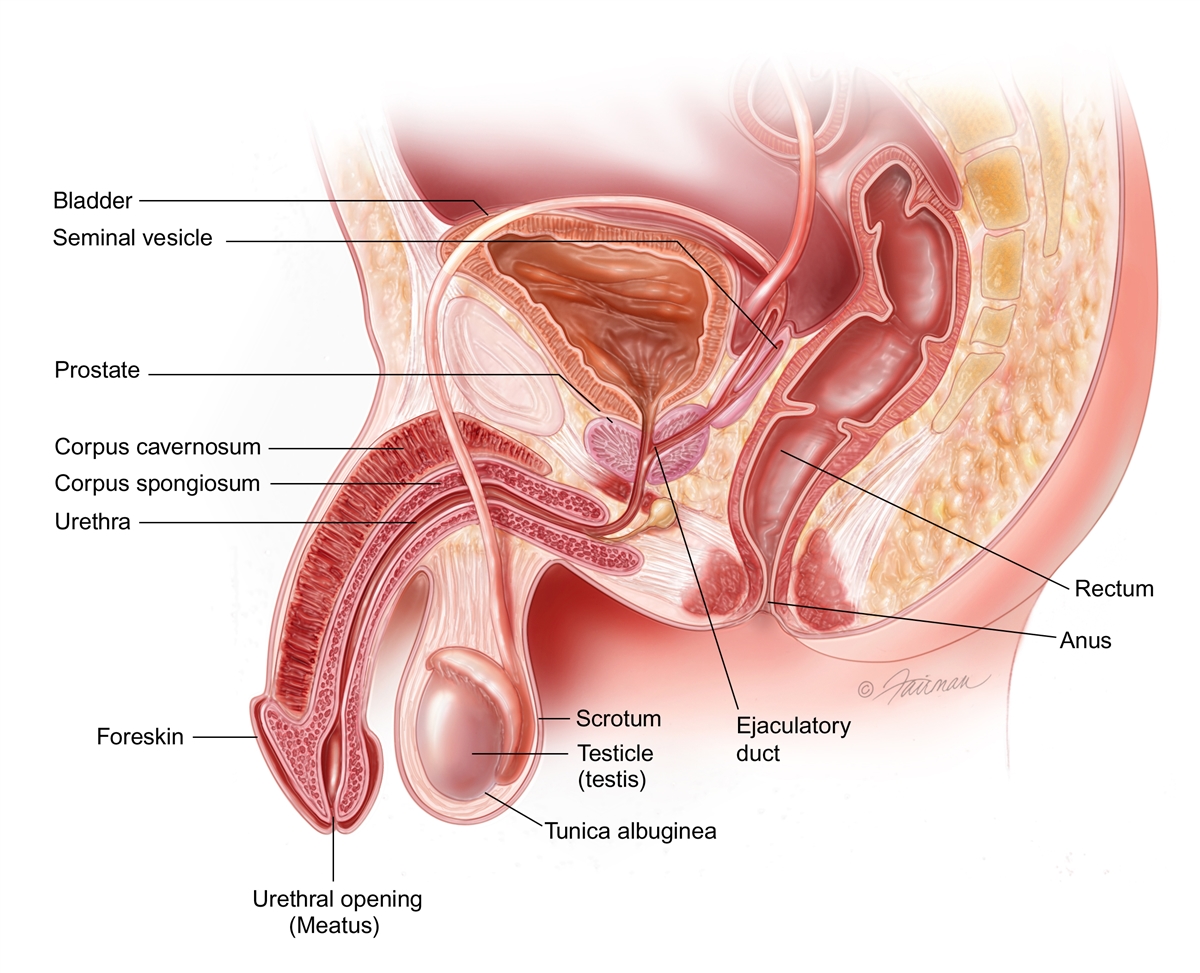 male-Pelvis-Reproductive.jpg